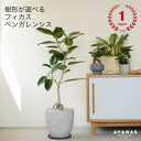 【楽天ランキング1位】観葉植物 大型 おしゃれ 大きい 選べる フィカス ベンガレンシス お洒落 ゴムノキ ゴムの木 床置き リビング シンボルツリー 日陰 耐...