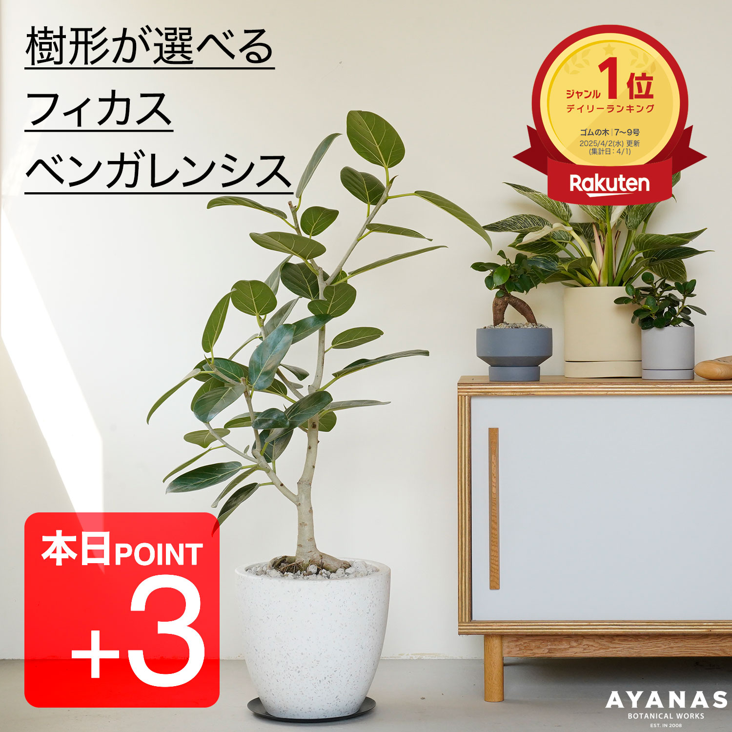 本日ポイント3倍【楽天1位】 観葉植物 大型 フィカス ベンガレンシス おしゃれ お祝い プレゼント ギフト マンション リビング 大きい ゴムの木 ゴムノキ 選べる 床置き フロアサイズ シンボルツリー 日陰 インテリア グリーン シンプル 観葉 植物 かわいい