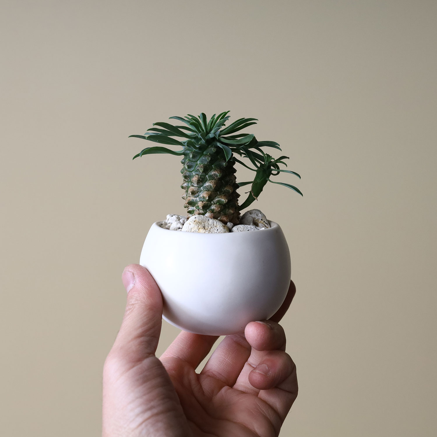 Ayanas アヤナス 観葉植物のセレクトショップ