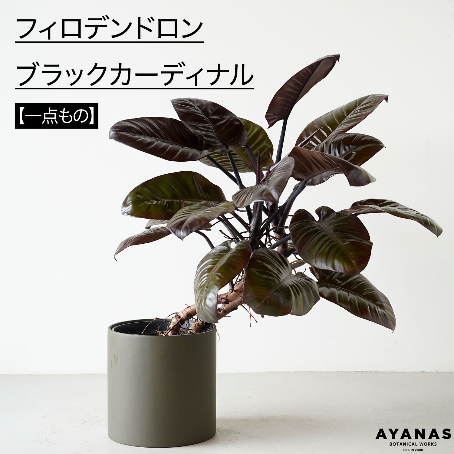 観葉植物 大型 おしゃれ フィロデンドロン ブラックカーディナル 大きい お祝い プレゼント ギフト 日陰 床置き フロアサイズ 耐陰性 おすすめ 人気 簡単 インテリア グリーン リビング オフィス 店舗 病院 玄関 オフィス 植物 プラスチッ 8号