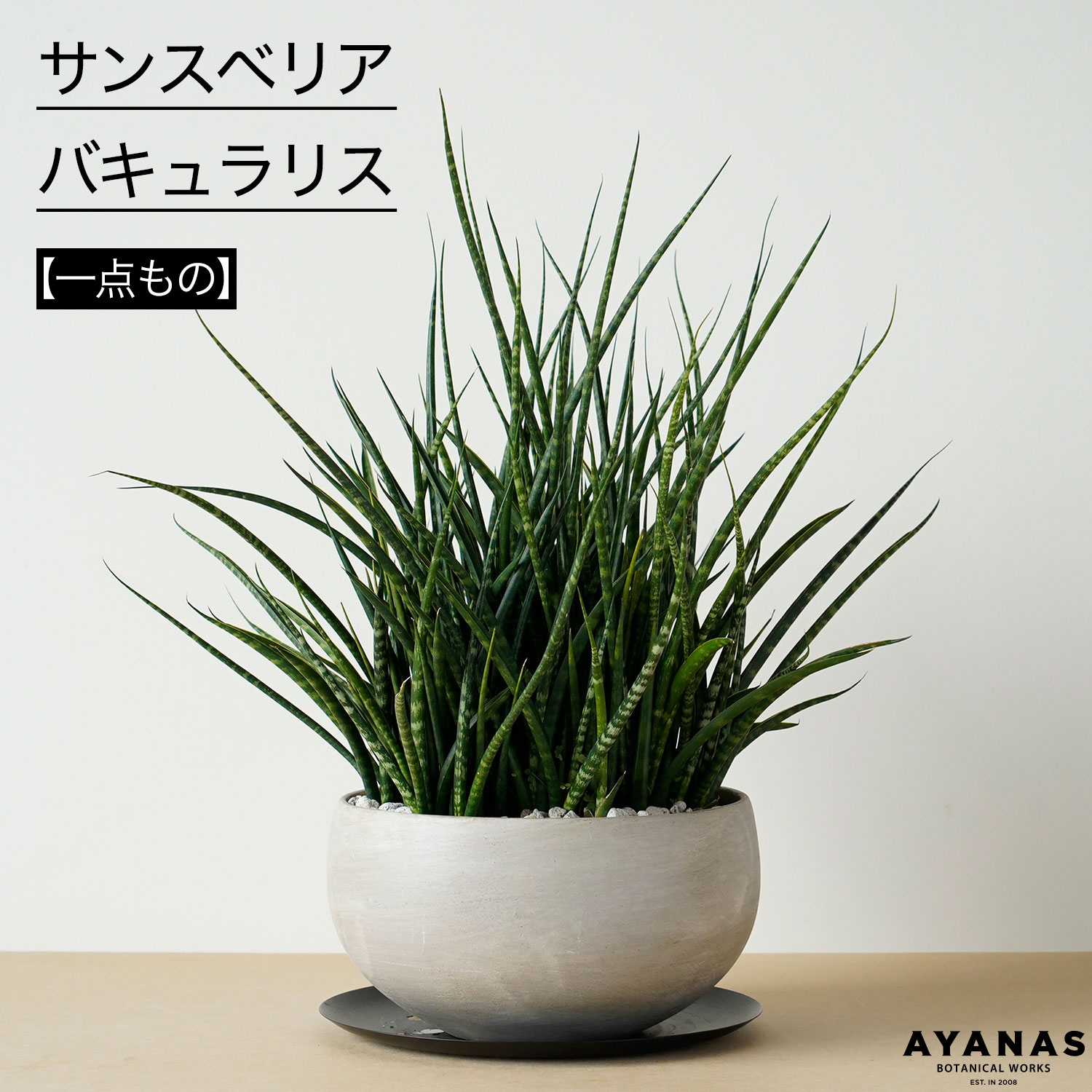 観葉植物 おしゃれ 大型 日陰 お祝い オフィス クリニック 店舗 サンスベリア バキュラリス 新築祝い 開店祝い 引越し祝い 引っ越し祝い グレー シャビー ジャパンディ 日当たりが悪い かわいい おすすめ 人気 簡単 インテリア グリーン 室内 リビング ギフト プレゼント 8号