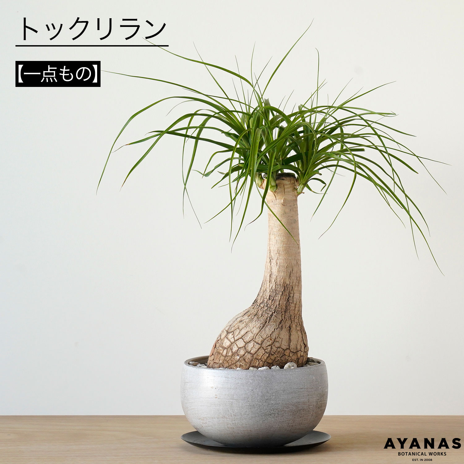 観葉植物 おしゃれ 小さい お祝い ミニサイズ プレゼント ギフト 誕生日 トックリラン ノリナ ポニーテール グレー 小さめ 観葉 植物 可愛い かわいい おすすめ メッセージカード ラッピング 人気 簡単 インテリア グリーン 室内 リビング ベランダ 陶器鉢