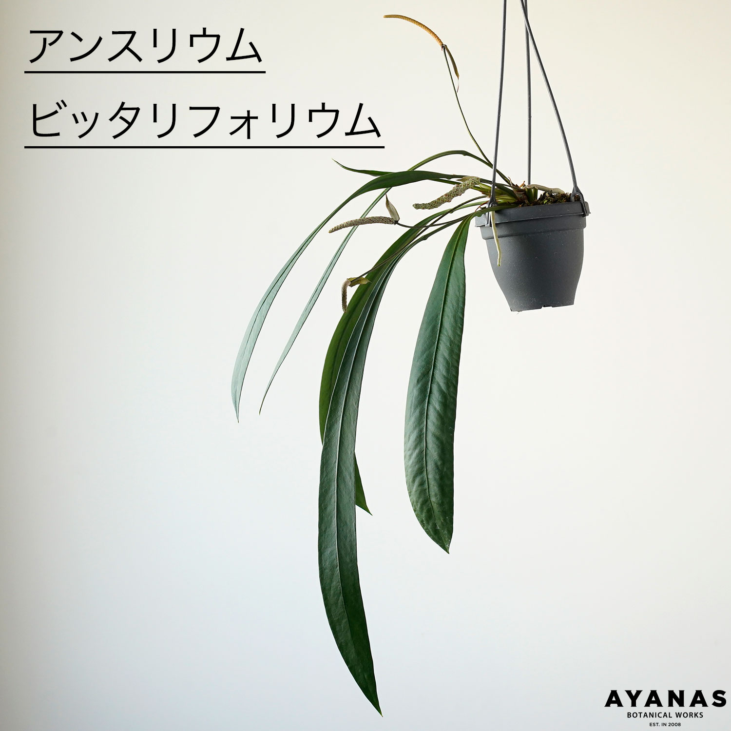 観葉植物 おしゃれ 小さい 吊り下げ アンスリウム ビッタリフォリウム 吊るす 吊り鉢 ハンギング ミニサイズ 垂れ下がる 日陰 小型 おすすめ 人気 簡単 インテリア グリーン リビング ギフト プレゼント 植物 陶器鉢 4号 本物