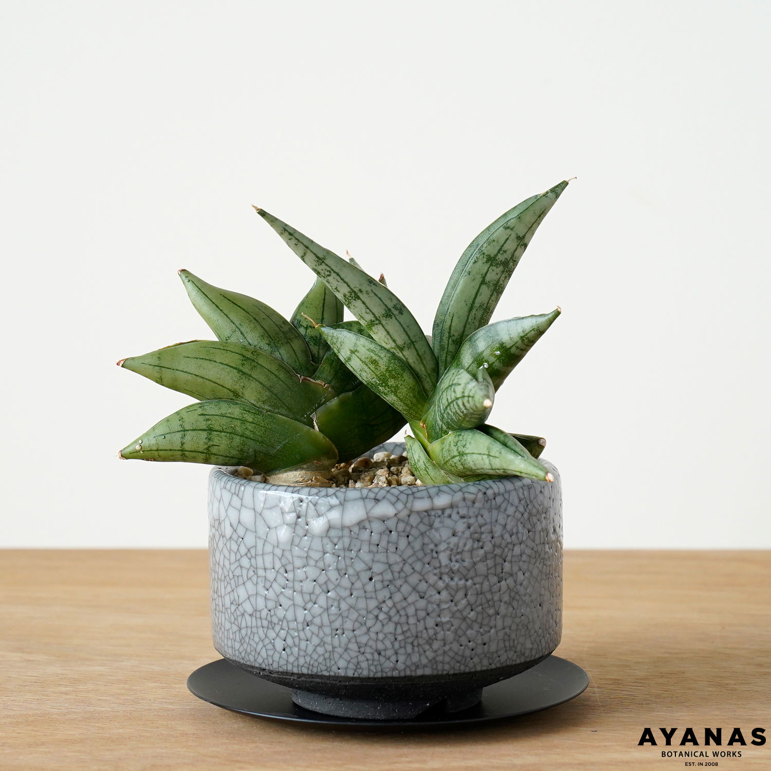 《一点もの》 観葉植物 おしゃれ サンスベリア ミーディー 日陰 小さい室内 簡単 人気 お祝い 新築祝い 開店祝 開業祝い 贈り物 可愛い かわいい おすすめ インテリア グリーン 室内 テーブル デスク リビング ギフト プレゼント 鉢 本物