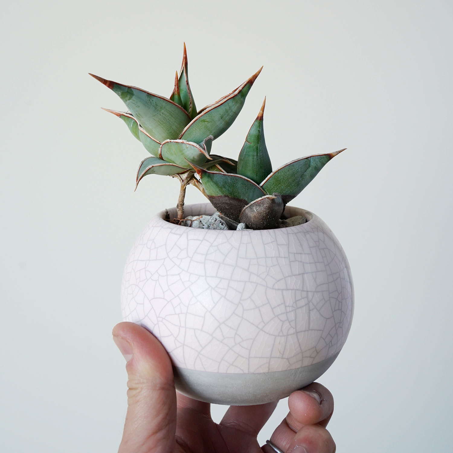 観葉植物 おしゃれ サンスベリア ピングイキュラ 一点もの 小さい 日陰 室内 簡単 人気 お祝い 新築祝い 開店祝 開業祝い 贈り物 可愛い かわいい おすすめ インテリア グリーン 室内 テーブル デスク リビング ギフト プレゼント 鉢 本物