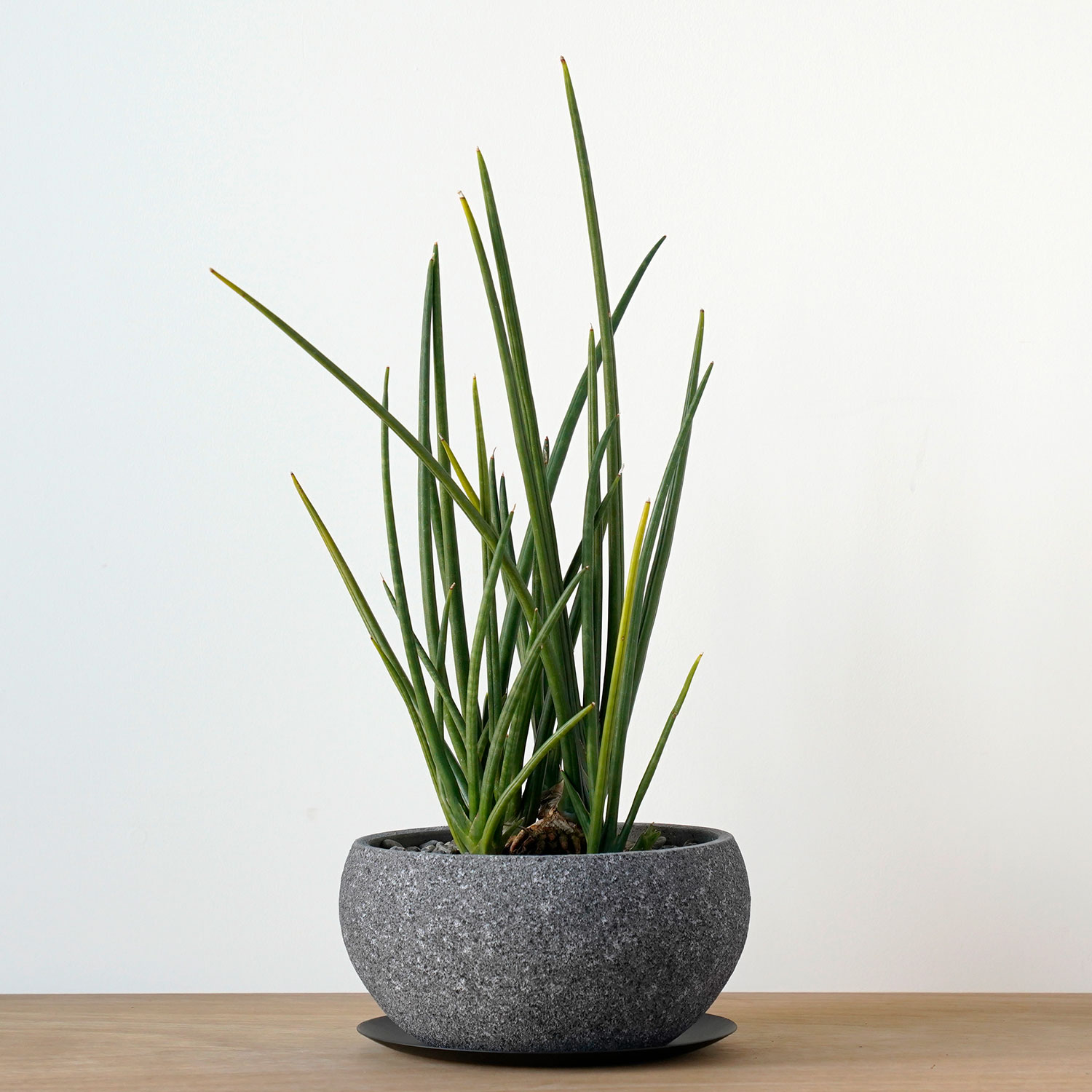 【一点もの】 観葉植物 おしゃれ サンスベリア エリスラエ 小さい 室内 簡単 人気 お祝い 新築祝い 開店祝 開業祝い 贈り物 可愛い かわいい おすすめ インテリア グリーン 室内 テーブル デスク リビング ギフト プレゼント 鉢 本物