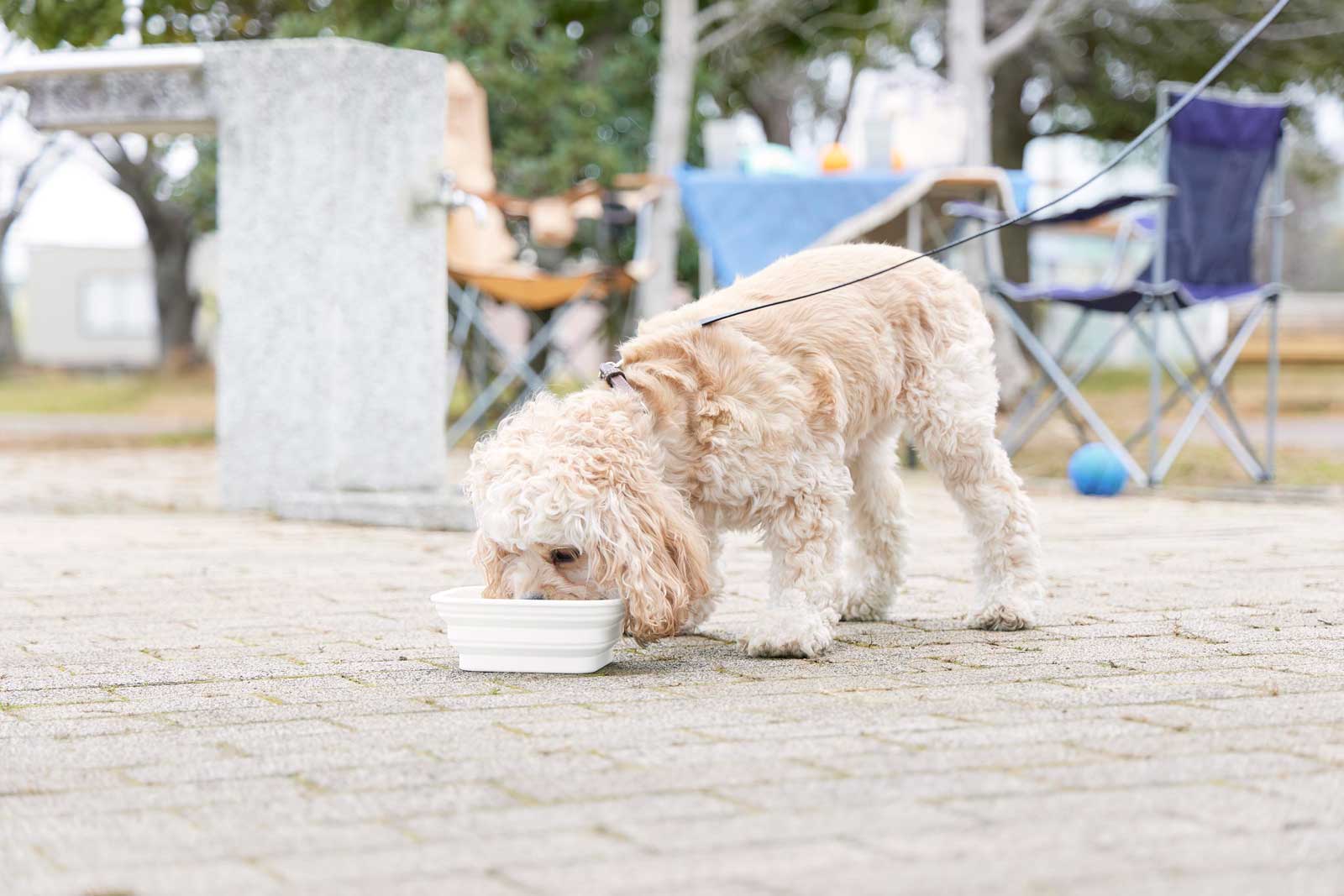 �ڥåȥա��ɥܥ��� ����¶� ������ nooks �̡����� ���դ��ޤ���ߥڥåȥա��ɥܥ��� L �ա����ѡ������Ѥ� �ޤꤿ���� �礭�� �ڥå����� �ڥåȥ��å� 10215 �ۥ磻��