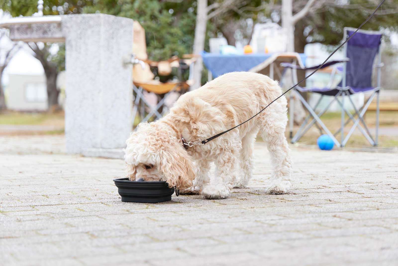 �ڥåȥա��ɥܥ��� ����¶� ������ nooks �̡����� ���դ��ޤ���ߥڥåȥա��ɥܥ��� L �ա����ѡ������Ѥ� �ޤꤿ���� �礭�� �ڥå����� �ڥåȥ��å� 10216 �֥�å�