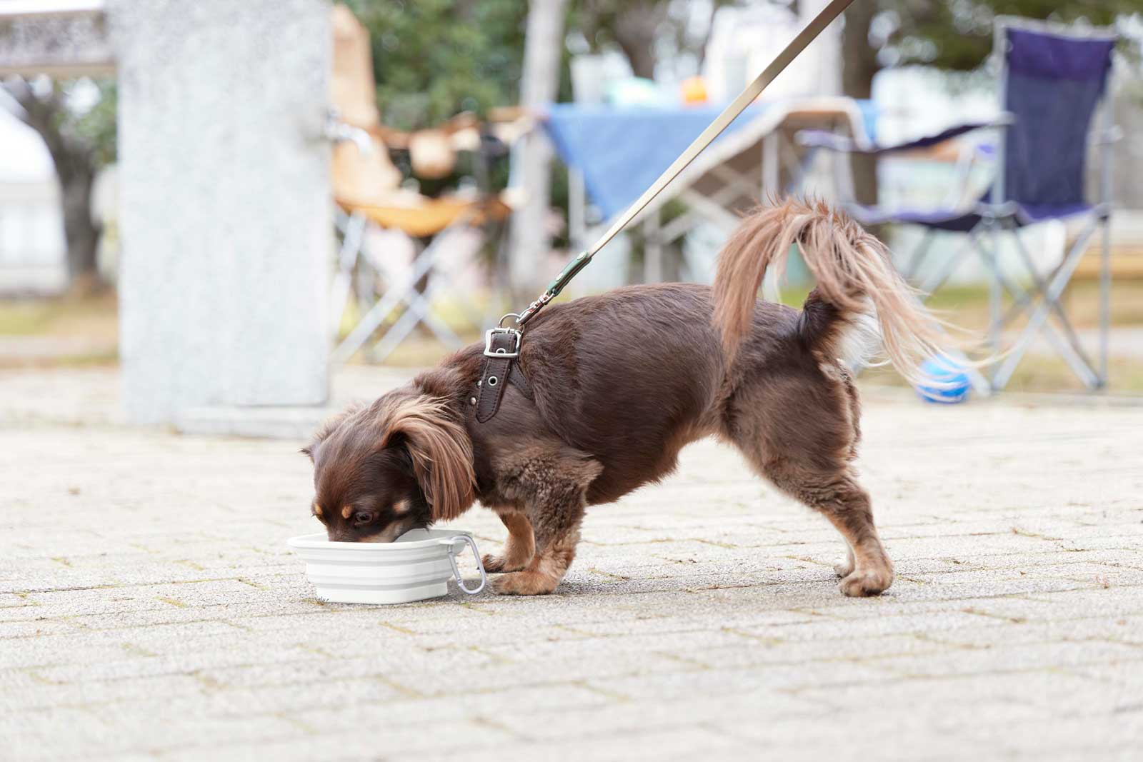 �ڥåȥա��ɥܥ��� ����¶� ������ nooks �̡����� ���դ��ޤ���ߥڥåȥա��ɥܥ��� S �ա����ѡ������Ѥ� �ޤꤿ���� �ڥå����� �ڥåȥ��å� 10217 �ۥ磻��