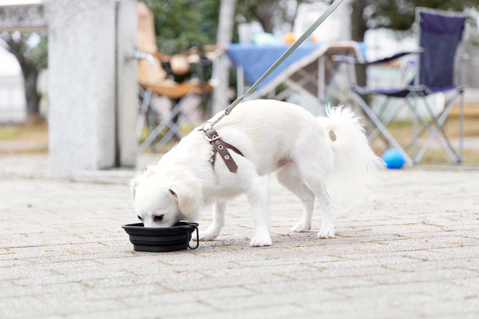 �ڥåȥա��ɥܥ��� ����¶� ������ nooks �̡����� ���դ��ޤ���ߥڥåȥա��ɥܥ��� S �ա����ѡ������Ѥ� �ޤꤿ���� �ڥå����� �ڥåȥ��å� 10218 �֥�å�