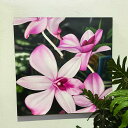 【インテリア雑貨 おしゃれ バリ風】 花の絵 蘭の花 ラン ピンク 花 フレームなし W100cm×H100cm アートパネル バリアート 壁掛け アジアン イ...