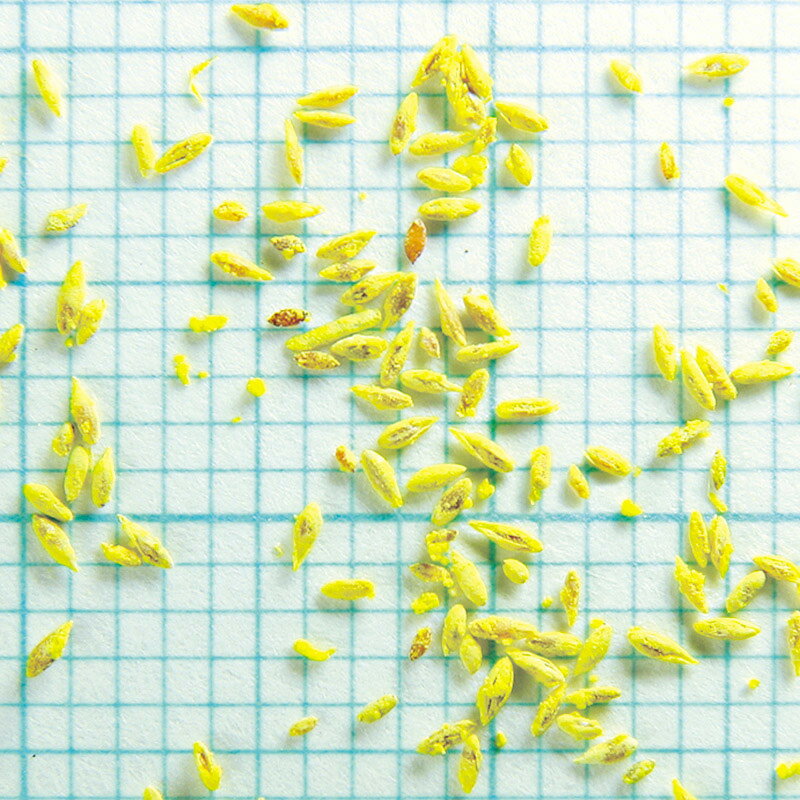 Ķ�������˥塼���꡼�ԥ󥰥٥�ȥ��饹 ���ʼ亮�㡼�� 11.3kg�� �����ι���169��271���� ���Ϸ� �����μ� ¿ǯ�� �˥塼�٥�� ȯ��Ŭ���ݻ�15��25�����٤Ǥ���