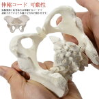 伸縮コード 骨模型 グイッと動かすことができる骨盤模型 仙腸関節 人体模型