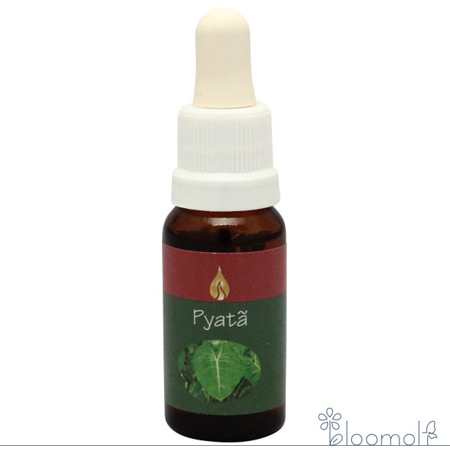 ピヤタ アラレタマ レインフォレストエッセンス