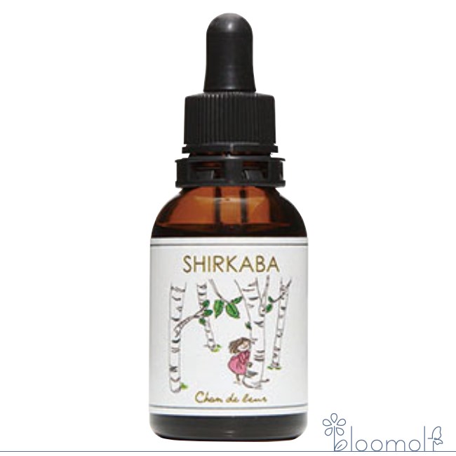 樂天商城 - 白樺 シャンドゥルール 北海道