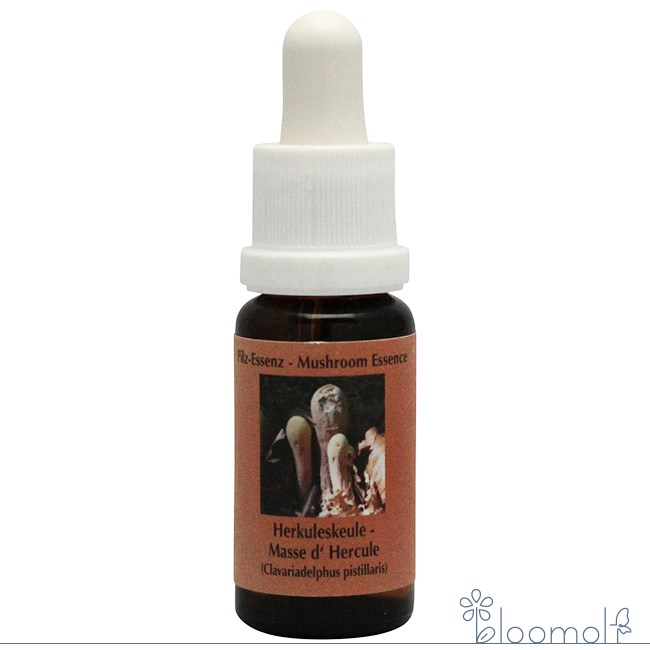 フラワーエッセンス コルテPHIエッセンス マッシュルーム きのこ エッセンス クラバリアデルファス