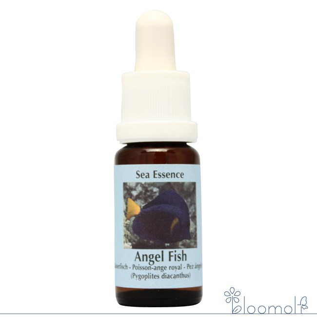 エンジェルフィッシュ Angelfish コルテPHIエッセンス シーエッセンス