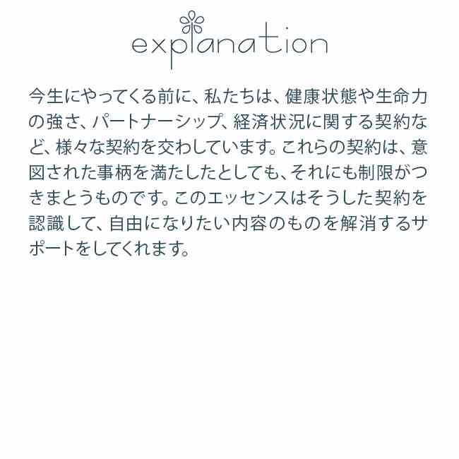 #41 クリアリング・コントラクツ アンジェリックエッセンス Clearing Contracts