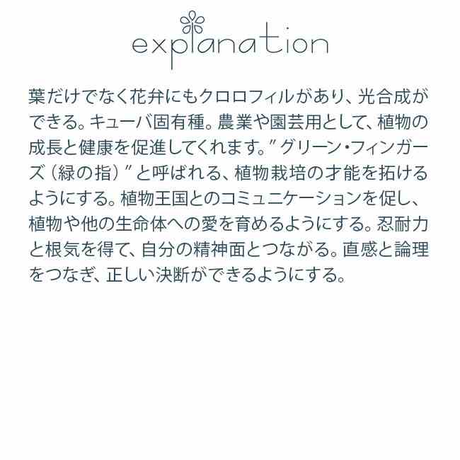 フラワーエッセンス コルテPHIエッセンス カリビアンエッセンス グリーンオーキッド