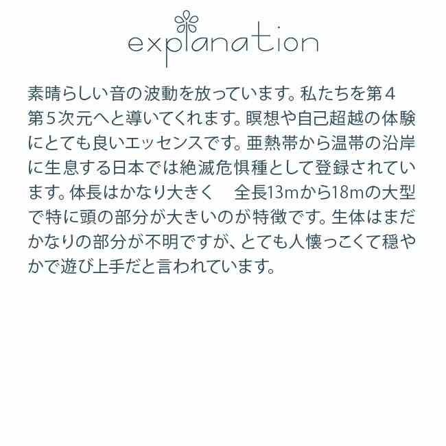ライトホエール セミクジラ コルテPHIエッセンス アニマルエッセンス4