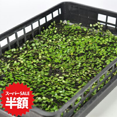 商品詳細 豆蔦(マメヅタ)大トレー SPEC 1カゴトレー入り(約35cm×約58cmに敷き詰めています。) 通常2営業日以内に発送致します。お急ぎの場合はご連絡下さい。土日祝日は発送お休みです。 岩や木の幹に着生するシダの仲間。 豆蔦(マメヅタ)大トレー マメヅタはシダの一種で別名マメシダ、マメゴケなどと呼ばれています。丸くぷっくりした葉が特徴です。岩の表面や木の幹にツル状の茎を伸ばして覆うように成長します。石や流木に着生させて鑑賞したり、それを盆栽やテラリウムに使うこともできます。たくさんご使用の方にトレー1枚分の販売です。 数量ものの商品です。 メインの写真は7月頃の姿です。1カゴトレー入り(約35cm×約58cmに敷き詰めています。) ※植物の為、写真と若干形状や色が異なる場合がございます。野外の管理を行っております。梱包時に洗浄・掃除をしておりますが、落ち葉や小さな虫などが混入している場合がございます。ご了承ください。