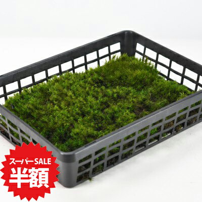 商品詳細 しっぽ苔(シッポゴケ)小トレー SPEC 1カゴトレー入り(約24cm×約32cmに敷き詰めています。) 通常2営業日以内に発送致します。お急ぎの場合はご連絡下さい。土日祝日は発送お休みです。 盆栽や苔玉に。くるんとした葉先が特徴。 しっぽ苔(シッポゴケ)小トレー パックと大トレーの間のサイズのシッポゴケ小トレーです。パックでは足りないが、大トレーでは多すぎる方におすすめです。動物の尻尾のようにくるんとしていてふんわりとした葉で苔玉によく使われます。盆栽の化粧や、苔玉、苔盆栽、テラリウムなど美しい苔を鑑賞していただけます。 数量ものの商品です。 メインの写真は7月頃の姿です。1カゴトレー入り(約24cm×約32cmに敷き詰めています。) ※植物の為、写真と若干形状や色が異なる場合がございます。野外の管理を行っております。梱包時に洗浄・掃除をしておりますが、落ち葉や小さな虫などが混入している場合がございます。ご了承ください。