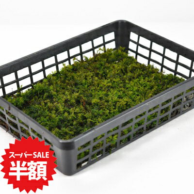 商品詳細 忍苔(シノブゴケ)小トレー SPEC 1カゴトレー入り(約24cm×約32cmに敷き詰めています。) 通常2営業日以内に発送致します。お急ぎの場合はご連絡下さい。土日祝日は発送お休みです。 細かく枝分かれした葉が特徴。鑑賞用に。 忍苔(シノブゴケ)小トレー パックと大トレーの間のサイズのシノブゴケ小トレーです。パックでは足りないが、大トレーでは多すぎる方におすすめです。細く枝分かれした忍苔の葉は繊細で美しく、テラリウムやコケリウムなどの鑑賞に適しています。小さな自然に癒やされてください。 数量ものの商品です。 メインの写真は7月頃の姿です。1カゴトレー入り(約24cm×約32cmに敷き詰めています。) ※植物の為、写真と若干形状や色が異なる場合がございます。野外の管理を行っております。梱包時に洗浄・掃除をしておりますが、落ち葉や小さな虫などが混入している場合がございます。ご了承ください。