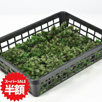 商品詳細 白髪苔(シラガゴケ)小トレー SPEC 1カゴトレー入り(約24cm×約32cmに敷き詰めています。) 通常2営業日以内に発送致します。お急ぎの場合はご連絡下さい。土日祝日は発送お休みです。 名前のとおり白みがかった緑色です。 白髪苔(シラガゴケ)小トレー パックと大トレーの間のサイズのシラガゴケ小トレーです。パックでは足りないが、大トレーでは多すぎる方におすすめです。やや大きめの種類でテラリウムに適しています。名前の由来通り白みがかった緑色が特徴で四季折々の姿が楽しめます。 数量ものの商品です。 メインの写真は7月頃の姿です。1カゴトレー入り(約24cm×約32cmに敷き詰めています。) ※植物の為、写真と若干形状や色が異なる場合がございます。野外の管理を行っております。梱包時に洗浄・掃除をしておりますが、落ち葉や小さな虫などが混入している場合がございます。ご了承ください。