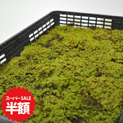 商品詳細 砂苔(スナゴケ)大トレー(5枚セット) SPEC 1カゴトレー入り(約35cm×約58cmに敷き詰めています。)5枚セット 通常2営業日以内に発送致します。お急ぎの場合はご連絡下さい。土日祝日は発送お休みです。 超大容量。星の形をした葉。日向でも育つ苔庭向きの種類です。 砂苔(スナゴケ)大トレー(5枚セット) 小さな星が密集したような葉の形をしているスナゴケは日向で育成できるので苔庭作りに適しています。また見た目の可愛らしさからテラリウムの素材としてもご利用いただけます。お庭作りで大量に必要な場合におすすめな超大容量のセットです。 数量ものの商品です。 メインの写真は7月頃の姿です。1カゴトレー入り(約35cm×約58cmに敷き詰めています。)5枚セット ※植物の為、写真と若干形状や色が異なる場合がございます。野外の管理を行っております。梱包時に洗浄・掃除をしておりますが、落ち葉や小さな虫などが混入している場合がございます。ご了承ください。