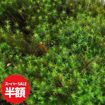 商品詳細 杉苔(スギゴケ)大トレー(5枚セット) SPEC 1カゴトレー入り(約35cm×約58cmに敷き詰めています。)5枚セット 通常2営業日以内に発送致します。お急ぎの場合はご連絡下さい。土日祝日は発送お休みです。 超大容量。背丈が高くテラリウムや庭園苔に適しています。 杉苔(スギゴケ)大トレー(5枚セット) トレーに敷き詰めたスギゴケの5枚セットです。硬い葉とまっすぐ伸びる茎が特徴で、背丈も他の苔に比べて高く成長します。苔庭やテラリウムの素材としておすすめです。庭作りのために広範囲に植え付けたり、ワークショップや体験教室など大人数で使用するなど一度にたくさん必要な方にぴったりの超大容量のセットです。 数量ものの商品です。 メインの写真は7月頃の姿です。1カゴトレー入り(約35cm×約58cmに敷き詰めています。)5枚セット ※植物の為、写真と若干形状や色が異なる場合がございます。野外の管理を行っております。梱包時に洗浄・掃除をしておりますが、落ち葉や小さな虫などが混入している場合がございます。ご了承ください。