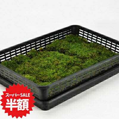 商品詳細 提灯苔(チョウチンゴケ)大トレー SPEC 1カゴトレー入り(約35cm×約58cmに敷き詰めています。) 通常2営業日以内に発送致します。お急ぎの場合はご連絡下さい。土日祝日は発送お休みです。 透明感のある黄緑〜明るい緑色の葉です。苔玉やテラリウムのワークショップや教室用に。 提灯苔(チョウチンゴケ)大トレー 透明感があって淡いグリーンに癒やさるチョウチンゴケの大トレーの販売です。水分を含んでキラキラした見た目が美しいとテラリウムによく使われます。ワークショップや体験教室など大人数でご使用になる時、大型作品の製作などに適した大容量サイズです。 数量ものの商品です。メインの写真は8月頃の姿です。1カゴトレー入り(約35cm×約58cmに敷き詰めています。) ※植物の為、写真と若干形状や色が異なる場合がございます。
