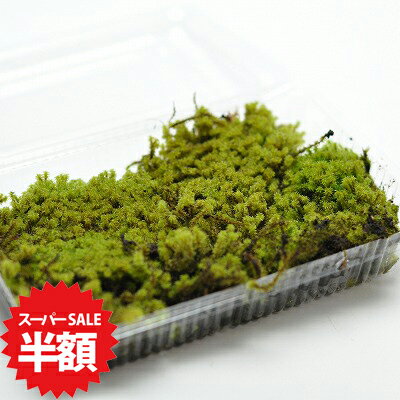 商品詳細 砂苔(すなごけ)パック SPEC 1パック入り(約18cm×約11cmに敷き詰めています。) 通常2営業日以内に発送致します。お急ぎの場合はご連絡下さい。土日祝日は発送お休みです。 砂苔(すなごけ)パック テラリウムや屋上緑化に 砂苔(すなごけ)パックです。お試しサイズなので、庭や緑化で大量にご使用前に生育環境をお試しできます。 スナゴケは星型のかわいい葉をもつ苔です。その特徴的な葉で、苔テラリウムに人気の苔です。夏場は高温で蒸れて傷みやすいので涼しい時間に水やりをしてください。明るい日陰を好みます。 1パック入り(約18cm×約11cmに敷き詰めています。) ※植物の為、写真と若干形状や色が異なる場合がございます。野外の管理を行っております。梱包時に洗浄・掃除をしておりますが、落ち葉や小さな虫などが混入している場合がございます。ご了承ください。スナゴケ　1パック 用途：盆栽用化粧苔/盆景/苔盆栽/苔庭/テラリウムなど ■日当たりの良いところでも育つ。 ■寒さ・暑さに強く丈夫。 ■夏場の蒸れに弱い。 可愛い見た目のスナゴケ。 小さな星がたくさん集まったように見えます。 テラリウムや苔盆栽に人気です。 屋上緑化・壁面緑化にも使われる日向を好む苔です。 またとてもタフなので乾燥にも強く乾燥気味に育てるのが良いでしょう。 ただ夏場の蒸れには弱い特徴がありますので、風通しの良いところで管理し、涼しい時間に水やりするようにしましょう。 1パック入り(約18cm×約11cmに敷き詰めています。)