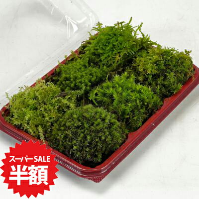 商品詳細 SPEC 1パック入り サイズ約19cm×約13cmに敷き詰めています。 通常2営業日以内に発送致します。お急ぎの場合はご連絡下さい。土日祝日は発送お休みです。 苔6種詰め合わせパック 少しずついろんな種類が楽しめます。環境確認のためのおためし用にも。 【コツボゴケ・スナゴケ・ハイゴケ・ヤマゴケ・シッポゴケ・シノブゴケ】 ※苔の内容は時期によって変更することがあります。 ミニ苔盆栽、テラリウムなど少量欲しい方に最適な詰め合わせパックです。 葉の形や色の異なる様々な苔を6種類、少しずつご用意しました。苔盆栽やテラリウムなどで一度にたくさんは必要ないという方におすすめです。6種類×少量の使い切りサイズでそれぞれの苔の違いや個性を楽しめます。 また、どの苔を購入するか迷われた場合、1パックや大トレーなどを購入する前に、こちらで形状や生育環境の確認ができると好評です。 1パック入り サイズ約19cm×約13cmに敷き詰めています。 ※植物の為、写真と若干形状や色が異なる場合がございます。 種類の異なる6種類の苔を詰め合わせにしました。見た目も好む環境も異なる6種類からお好みの苔を見つけてください。少しずついろんな種類が楽しめます。環境確認のためのおためし用にも。 苔6種詰め合わせパック 【コツボゴケ・スナゴケ・ハイゴケ・ヤマゴケ・シッポゴケ・シノブゴケ】 ※苔の内容は時期によって変更することがあります。 ミニ苔盆栽、テラリウムなど少量欲しい方に最適な詰め合わせパックです。 葉の形や色の異なる様々な苔を6種類、少しずつご用意しました。 苔盆栽やテラリウムなどで一度にたくさんは必要いという方におすすめです。 6種類×少量の使い切りサイズでそれぞれの苔の違いや個性を楽しめます。 また、もし、たくさんの種類の中で迷われた場合は、1パックや大トレーなどの容量違いの前に、まずはこちらで環境確認などお試しいただくのもおすすめです。 一例です。苔の内容は時期によって変更することがあります 1パック入り サイズ約19cm×約13cmに敷き詰めています。 ※植物の為、写真と若干形状や色が異なる場合がございます。