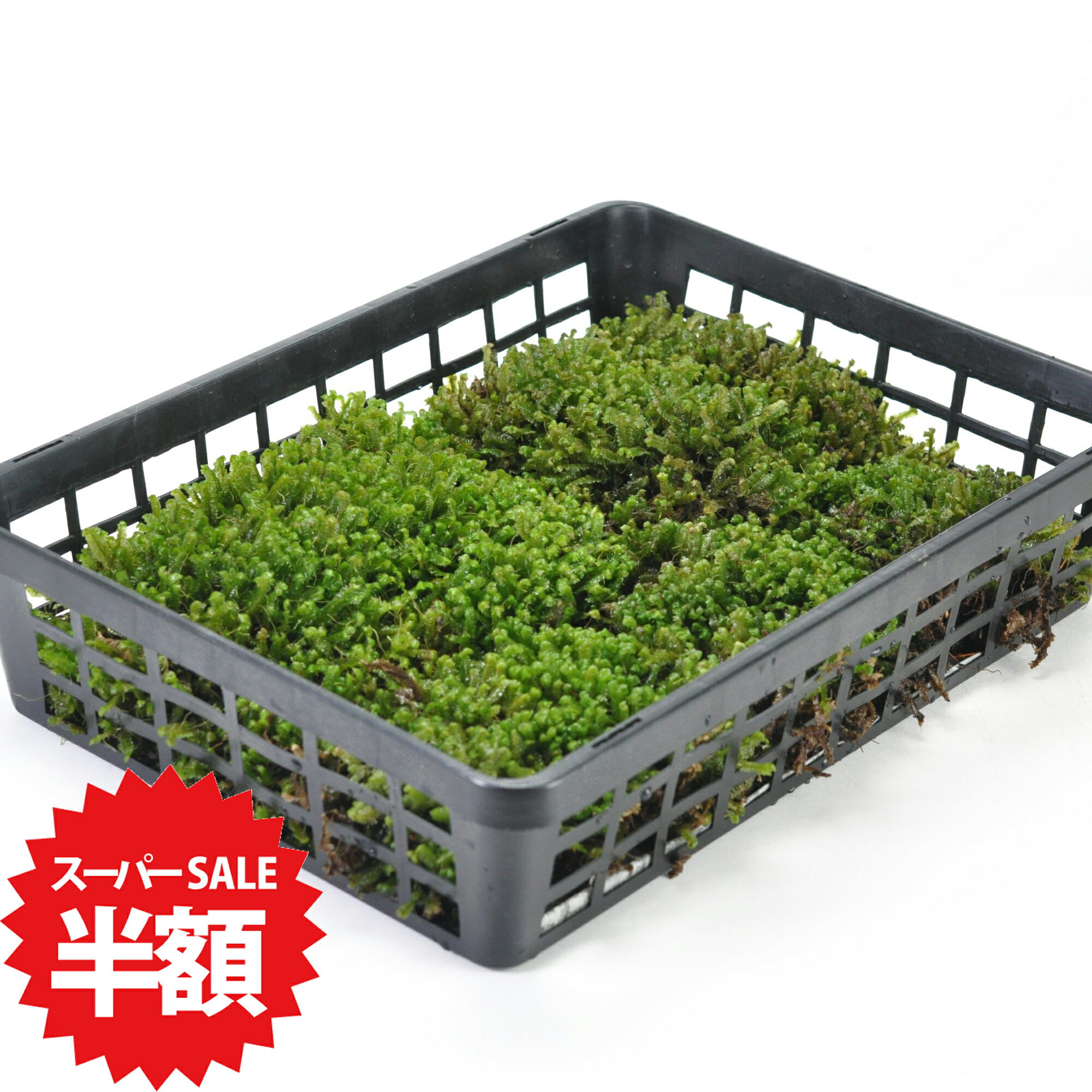 商品名 鞭苔(ムチゴケ)小トレー 商品詳細 この商品は24cm×32cmのトレーに入っており、苔玉作りや少人数のワークショップに最適な大きさです。 ムチゴケは透明感のある深緑色の葉と、緑色のY字型に分枝する茎が特徴です。茎の下からは鞭枝が垂れ下がり、全長は最大12cmほどに成長します。湿度が高い渓流沿いや山の岩の斜面などに自生しています。湿度を好む苔なので、苔テラリウムに最適です。 1カゴトレー入り(約24cm×約32cmに敷き詰めています。) 　 ※植物の為、写真と若干形状や色が異なる場合がございます。野外での管理を行っております。梱包時に洗浄・掃除をしておりますが、落ち葉や小さな虫などが混入している場合がございます。ご了承ください。鞭苔(ムチゴケ)小トレー 小トレー（24cm×32cm）に入ったムチゴケです。苔玉や苔テラリウムに最適。 この商品は24cm×32cmのトレーに入っており、苔玉作りや少人数のワークショップに最適な大きさです。 ムチゴケは透明感のある深緑色の葉と、緑色のY字型に分枝する茎が特徴です。茎の下からは鞭枝が垂れ下がり、全長は最大12cmほどに成長します。湿度が高い渓流沿いや山の岩の斜面などに自生しています。湿度を好む苔なので、苔テラリウムに最適です。