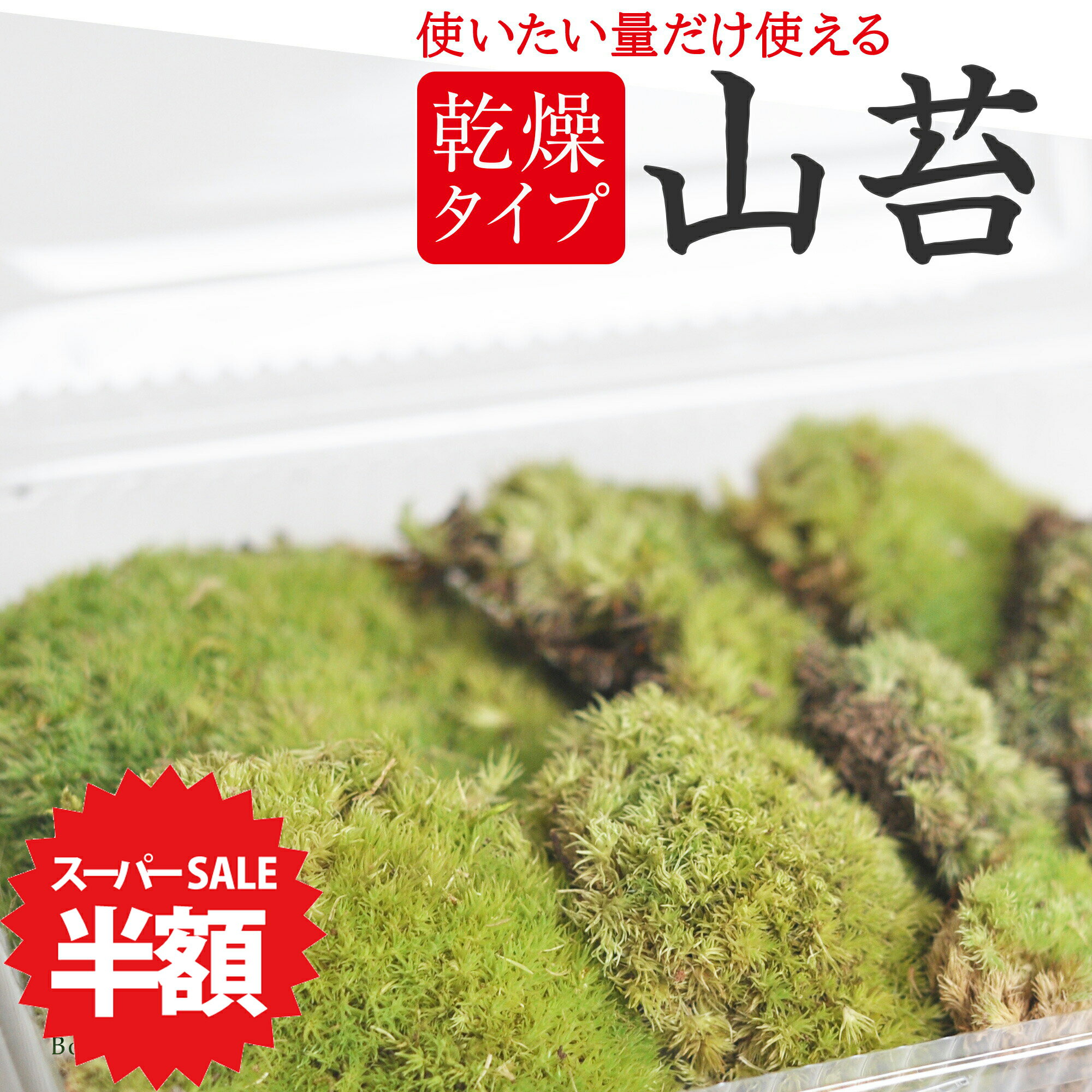 【スーパーセール半額 通常価格869円が】苔 ヤマゴケ 乾燥苔 山苔 パック 苔玉 苔テラリウム 苔盆栽 コケリウム 植物 ビオトープ 庭園