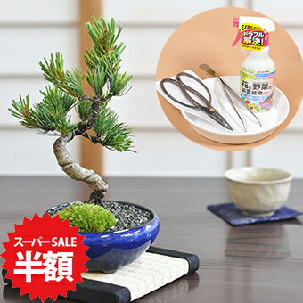 商品詳細 小さく作り込まれた五葉松の盆栽とはじめて道具セット SPEC 樹高16cm×幅13cm ※植物のためお届けするものには個体差があります。 また、鉢の種類や形が異なる場合があります。ご了承の上、ご購入くださいませ。鉢の種類が写真とは異なる場合がございます。 育て方冊子と肥料が付属しますので初心者でも安心です。電話・メールでのサポートもしております。 ラッピングは無料です。ご注文時にお申しつけ下さい。 通常2営業日以内に発送致します。お急ぎの場合はご連絡下さい。土日祝日は発送お休みです。 ※現在、北海道・沖縄は配達できません。北海道・沖縄へのご注文があった場合は自動的にキャンセルとなります。小さく作り込まれた五葉松の盆栽 芽吹きが良くこれから作りがいのある五葉松です。はじめての盆栽セットです。 五葉松にはじめての盆栽に必要な道具がセットなので、すぐにはじめられます。 【セット内容】 五葉松+肥料+育て方冊子 盆栽鋏+ピンセット+薬剤+園芸トレー ご注意 ※植物のためお届けするものには個体差があります。 また、鉢の種類や形が異なる場合があります。ご了承の上、ご購入くださいませ。 ※現在、北海道・沖縄は配達できません。北海道・沖縄へのご注文があった場合は自動的にキャンセルとなります。 五葉松の育て方 もともと高地に自生し、厳しい寒さに耐えて育つ丈夫な木のためとても育てやすく、初めての方にも盆栽の楽しさを存分に味わえる樹種です。また、針金をかけることでいろいろな樹形をつくり、古さとともに風格がでてくる樹なので初心者からハイアマチュアの方まで幅広く楽しめる盆栽です。 【肥料】梅雨時と真夏を除く4-9月の間に月1回有機性の固形肥料を置きます。 【病害虫】混みあった葉にアブラムシやダニが発生することがあります。こまめに殺菌して予防します。 【剪定】目立って伸びてきたところや余計な小枝、葉をハサミで切ります。そのままにするとバランスの悪い姿になりますので全体を眺めて輪郭から飛び出している枝や混み合っている枝を剪定します。