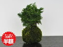 7/19〜クーポン利用で半額!盆栽 ヒノキ 苔玉 ミニ盆栽 苔玉盆栽 苔盆栽 檜 ひのき 趣味 初心者 室内 鑑賞 卓上盆栽 プレゼント ギフト 贈り物 母の日...