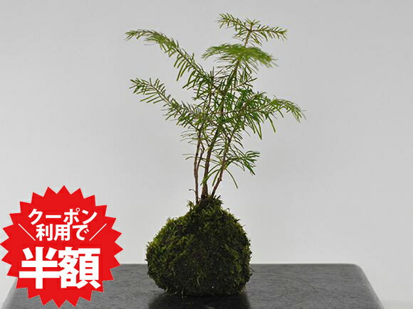 7/19〜クーポン利用で半額！盆栽 トドマツ 苔玉 ミニ盆栽 苔玉盆栽 苔盆栽 趣味 初心者 室内 鑑賞 卓上盆栽 プレゼント ギフト 贈り物 母の日 父の日 敬老の日 誕生日 お祝い 退職 開店祝い 周年 結婚 卒業 入学 引越 新築 改装 移転 送別