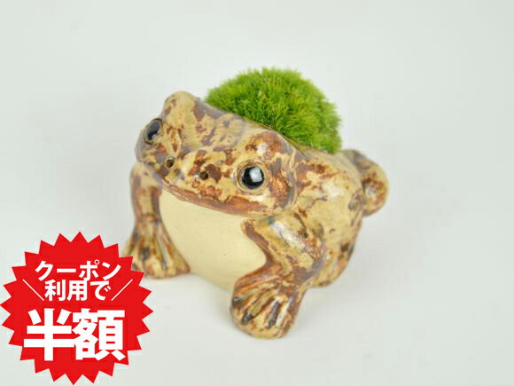 7/19〜クーポン利用で半額！苔盆栽 