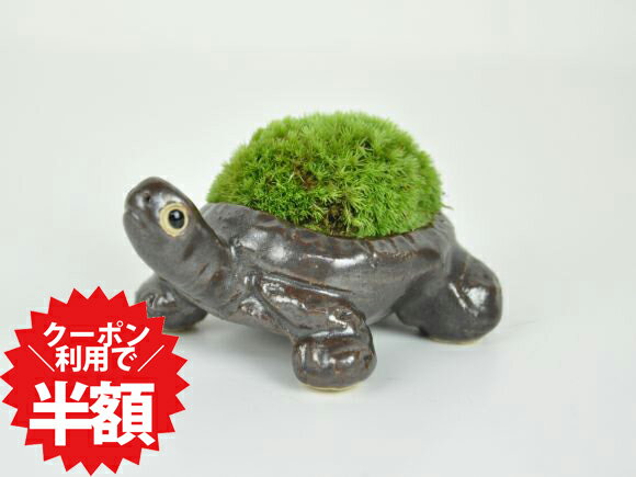7/19〜クーポン利用で半額！苔盆栽 かめ 苔 盆栽 苔 苔陶器 置物 信楽焼 コケ 室内鑑賞 初心者 趣味 和風 インテリアグリーン テラリウム 苔玉 こけだま こけ盆栽 コケ盆栽 草 山苔 苔玉盆栽 プレゼント ギフト 贈り物 誕生日 母の日 父の日のサムネイル