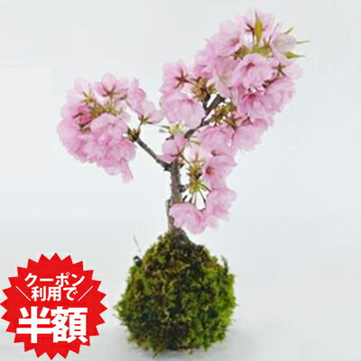 7/19〜クーポン利用で半額！桜 盆栽 