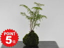 【ポイント5倍〜6/27まで】盆栽 トドマツ 苔玉 ミニ盆栽 苔玉盆栽 苔盆栽 趣味 初心者 室内 鑑賞 卓上盆栽 プレゼント ギフト 贈り物 母の日 父の日 ...