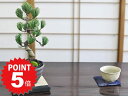 P5倍〜7/11まで!盆栽 松 五葉松 威風凛凛 ミニ盆栽 室内 鑑賞 初心者 和 松盆栽 おしゃれ 卓上盆栽 誕生日 お祝い 退職 開店祝い 周年 結婚 卒業...