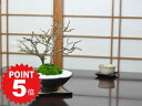 P5倍〜7/11まで!盆栽 長寿梅 紅白長寿梅 さかずきの器 ミニ長寿梅 赤花 白花 寄せ植え 紅白 ミニ盆栽 室内 鑑賞 趣味 初心者 鉢植え プレゼント ギ...