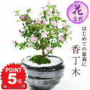 P5倍&クーポン利用で半額〜7/11まで!盆栽 ミニ盆栽 香丁木 コウチョウギ 万古焼天目鉢 受け皿付き 初心者 インテリア モダン 鑑賞 デスク 卓上 誕生日...