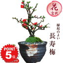 P5倍~7/11まで!盆栽 長寿梅 信楽焼つぼ鉢 ミニ盆栽 初心者 室内 鉢植え ちょうじゅばい デスク 卓上 誕生日 お祝い 退職 開店祝い 周年 結婚 卒業 入学 引越 新築 改装 移転 送別 昇進 長寿祝い 父の日 クリスマス 年賀・正月