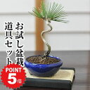 P5倍〜7/11まで!盆栽 初心者 はじめて道具セット 黒松盆栽と盆栽鋏やピンセットなど必要な道具4点とのセット はじめてでも安心 和 観葉植物 職人 趣味 ホ...