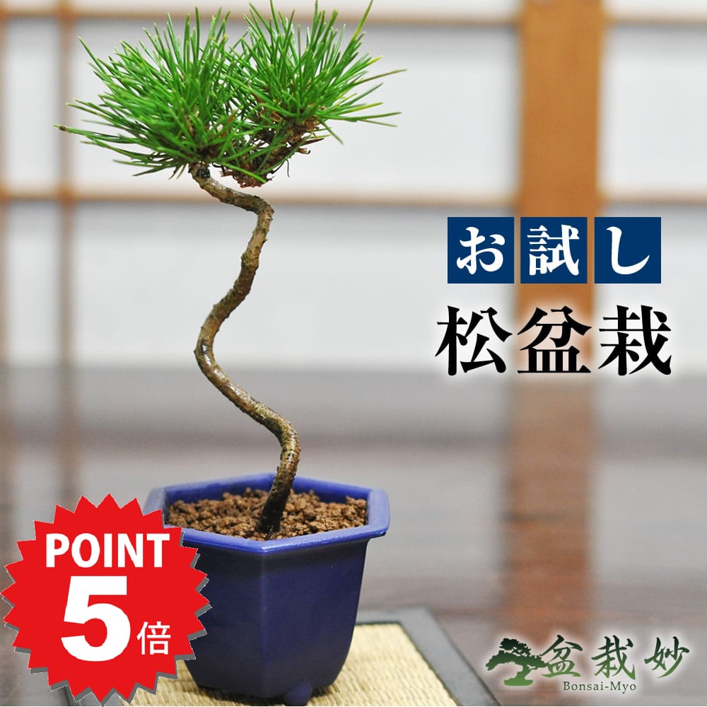 P5倍〜7/11まで！盆栽 送料無料 お試