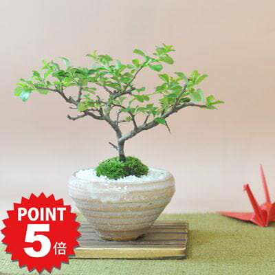 P5倍〜7/11まで！盆栽 長寿梅 白花 若
