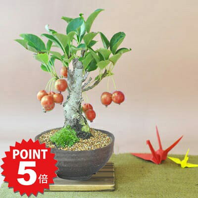 P5倍〜7/11まで！ミニ盆栽 りんご ミ